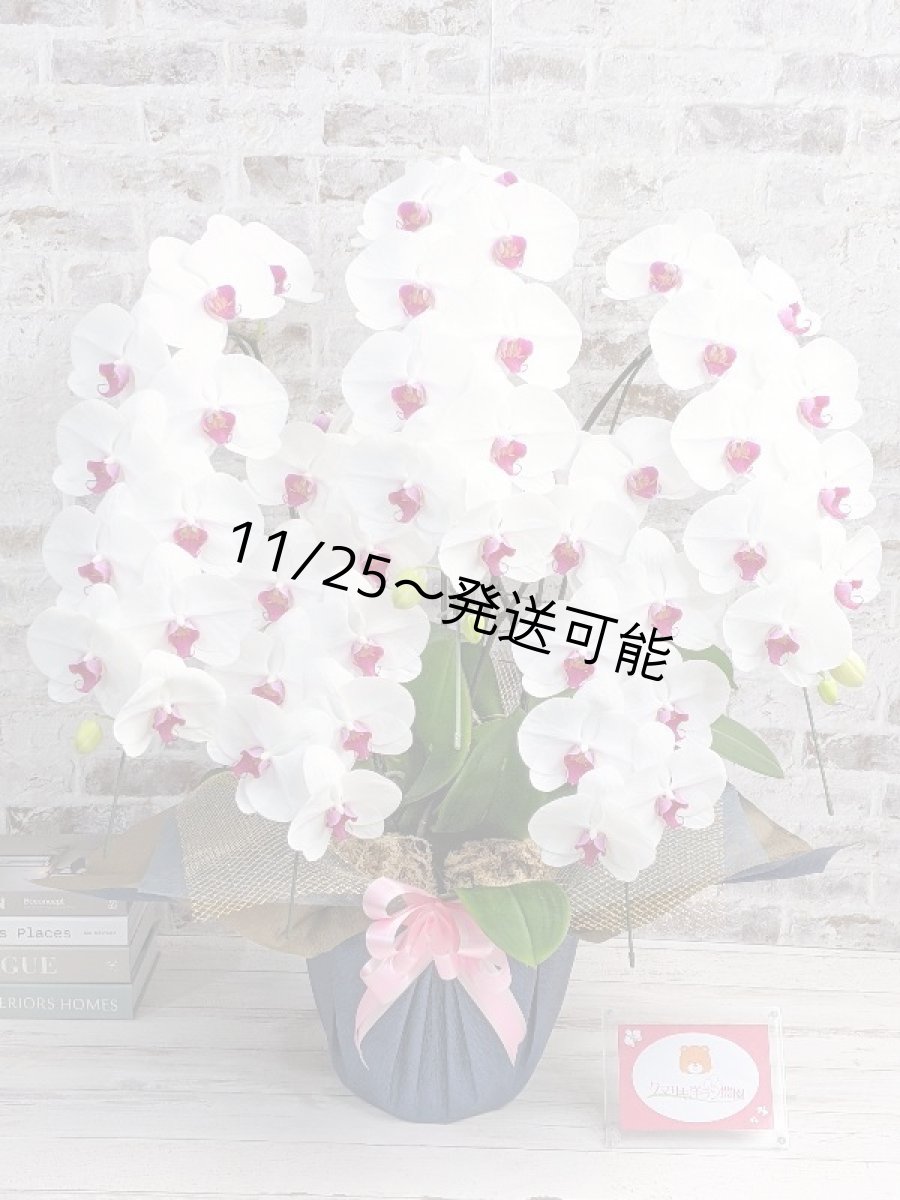 画像1: 【※大型送料3,800円】新商品！赤リップ胡蝶蘭『舞姫（まいひめ）シロアカ』(５本立)＜７つの特典付き！＞〈約高さ９５ｃｍ、横幅６０ｃｍ、奥行き５５ｃｍ〉55輪以上 (1)