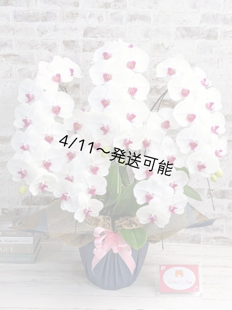 画像1: 【※大型送料3,800円】新商品！赤リップ胡蝶蘭『舞姫（まいひめ）シロアカ』(５本立)＜７つの特典付き！＞〈約高さ９５ｃｍ、横幅６０ｃｍ、奥行き５５ｃｍ〉55輪以上 (1)