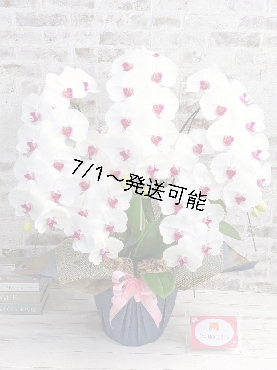 画像1: 【※大型送料3,800円】新商品！赤リップ胡蝶蘭『舞姫（まいひめ）シロアカ』(５本立)＜７つの特典付き！＞〈約高さ９５ｃｍ、横幅６０ｃｍ、奥行き５５ｃｍ〉55輪以上 (1)
