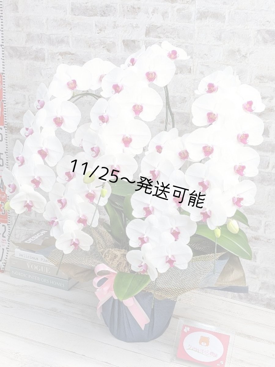 画像2: 【※大型送料3,800円】新商品！赤リップ胡蝶蘭『舞姫（まいひめ）シロアカ』(５本立)＜７つの特典付き！＞〈約高さ９５ｃｍ、横幅６０ｃｍ、奥行き５５ｃｍ〉55輪以上 (2)