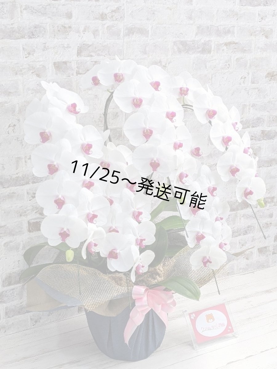 画像3: 【※大型送料3,800円】新商品！赤リップ胡蝶蘭『舞姫（まいひめ）シロアカ』(５本立)＜７つの特典付き！＞〈約高さ９５ｃｍ、横幅６０ｃｍ、奥行き５５ｃｍ〉55輪以上 (3)