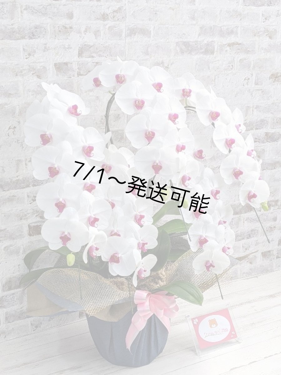 画像3: 【※大型送料3,800円】新商品！赤リップ胡蝶蘭『舞姫（まいひめ）シロアカ』(５本立)＜７つの特典付き！＞〈約高さ９５ｃｍ、横幅６０ｃｍ、奥行き５５ｃｍ〉55輪以上 (3)