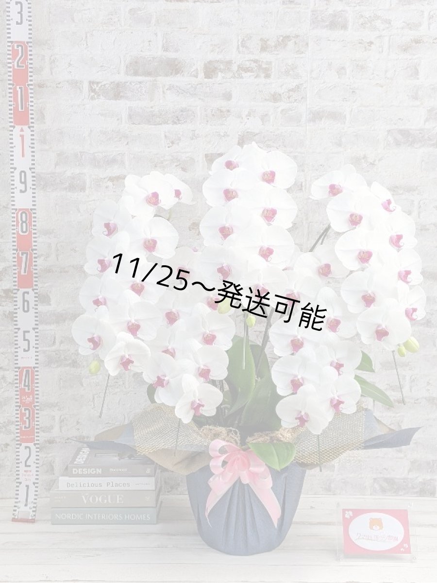 画像5: 【※大型送料3,800円】新商品！赤リップ胡蝶蘭『舞姫（まいひめ）シロアカ』(５本立)＜７つの特典付き！＞〈約高さ９５ｃｍ、横幅６０ｃｍ、奥行き５５ｃｍ〉55輪以上 (5)