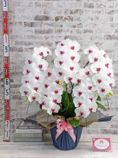画像5: 新商品！赤リップ胡蝶蘭『舞姫（まいひめ）シロアカ』(５本立)＜７つの特典付き！＞〈約高さ９５ｃｍ、横幅６０ｃｍ、奥行き５５ｃｍ〉55輪以上 (5)