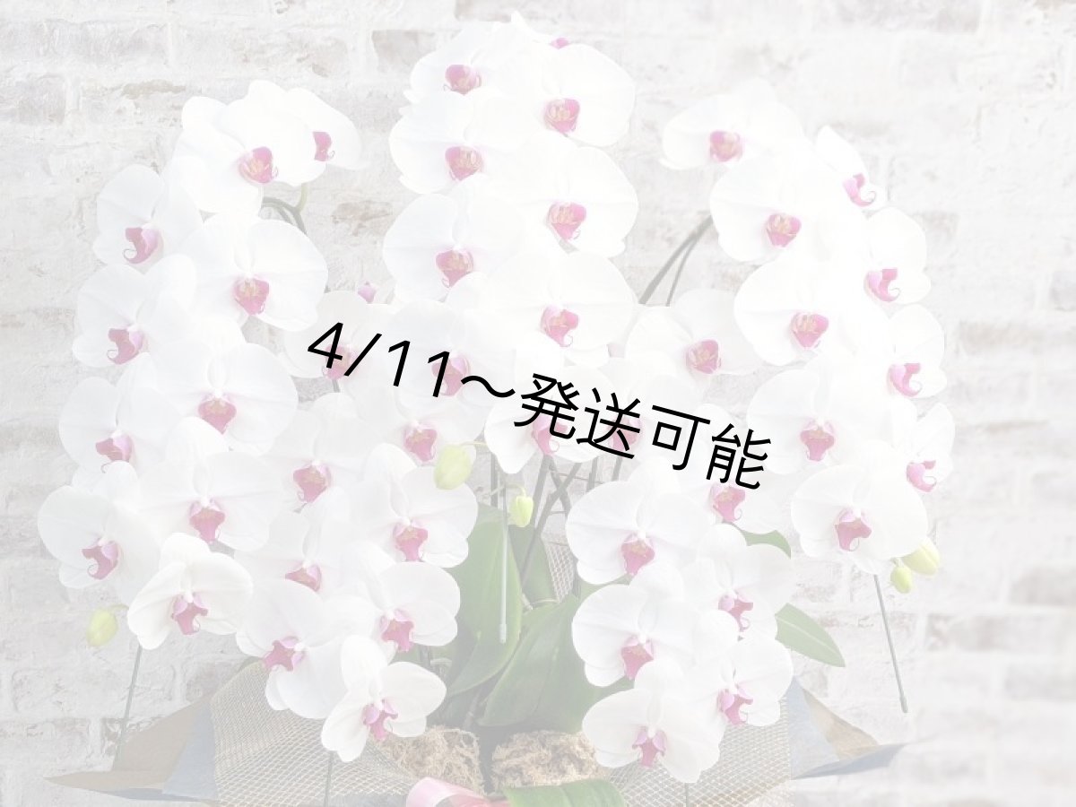 画像4: 【※大型送料3,800円】新商品！赤リップ胡蝶蘭『舞姫（まいひめ）シロアカ』(５本立)＜７つの特典付き！＞〈約高さ９５ｃｍ、横幅６０ｃｍ、奥行き５５ｃｍ〉55輪以上 (4)