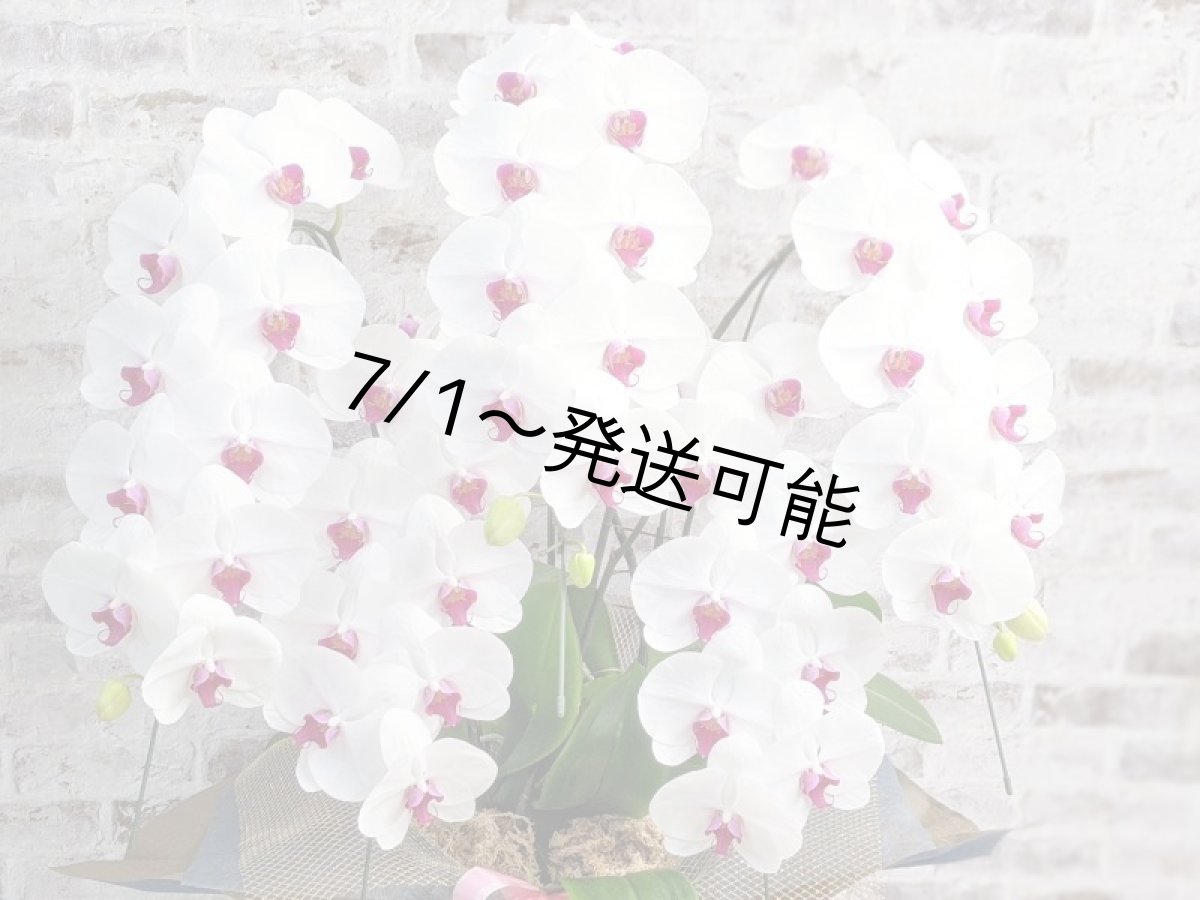 画像4: 【※大型送料3,800円】新商品！赤リップ胡蝶蘭『舞姫（まいひめ）シロアカ』(５本立)＜７つの特典付き！＞〈約高さ９５ｃｍ、横幅６０ｃｍ、奥行き５５ｃｍ〉55輪以上 (4)