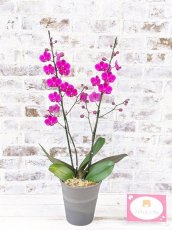 画像6: 【送料込み価格】【季節限定】煌く赤！満天紅(マンテンコウ)*濃いピンク胡蝶蘭＊(２本立て)＜７つの特典付き！＞〈約高さ７０ｃｍ、横幅３０ｃｍ、奥行き２５ｃｍ〉 (6)