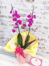 画像2: 【送料込み価格】【季節限定】煌く赤！満天紅(マンテンコウ)*濃いピンク胡蝶蘭＊(２本立て)＜７つの特典付き！＞〈約高さ７０ｃｍ、横幅３０ｃｍ、奥行き２５ｃｍ〉 (2)