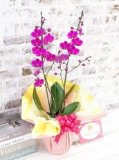 画像3: 【送料込み価格】【季節限定】煌く赤！満天紅(マンテンコウ)*濃いピンク胡蝶蘭＊(２本立て)＜７つの特典付き！＞〈約高さ７０ｃｍ、横幅３０ｃｍ、奥行き２５ｃｍ〉 (3)