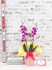 画像5: 【送料込み価格】【季節限定】煌く赤！満天紅(マンテンコウ)*濃いピンク胡蝶蘭＊(２本立て)＜７つの特典付き！＞〈約高さ７０ｃｍ、横幅３０ｃｍ、奥行き２５ｃｍ〉 (5)