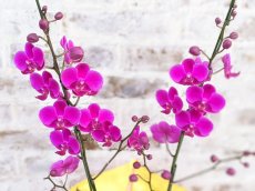 画像4: 【送料込み価格】【季節限定】煌く赤！満天紅(マンテンコウ)*濃いピンク胡蝶蘭＊(２本立て)＜７つの特典付き！＞〈約高さ７０ｃｍ、横幅３０ｃｍ、奥行き２５ｃｍ〉 (4)