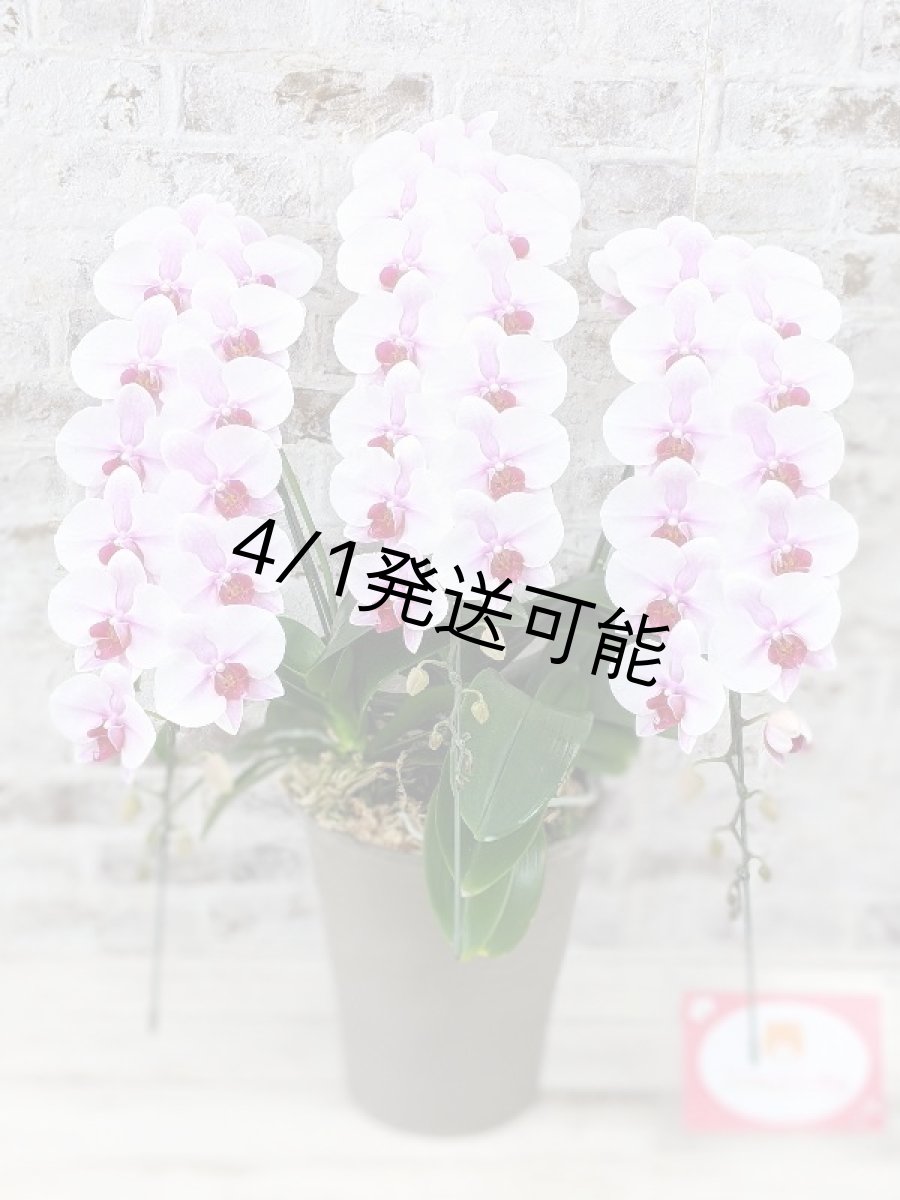 画像6: 【農林水産大臣賞受賞品種】ミディ系ピンク胡蝶蘭！『乙姫（おとひめ）』＊３本立＊＜７つの特典付き！＞〈約高さ７５ｃｍ、横幅４５ｃｍ、奥行き４５ｃｍ〉48輪以上 (6)