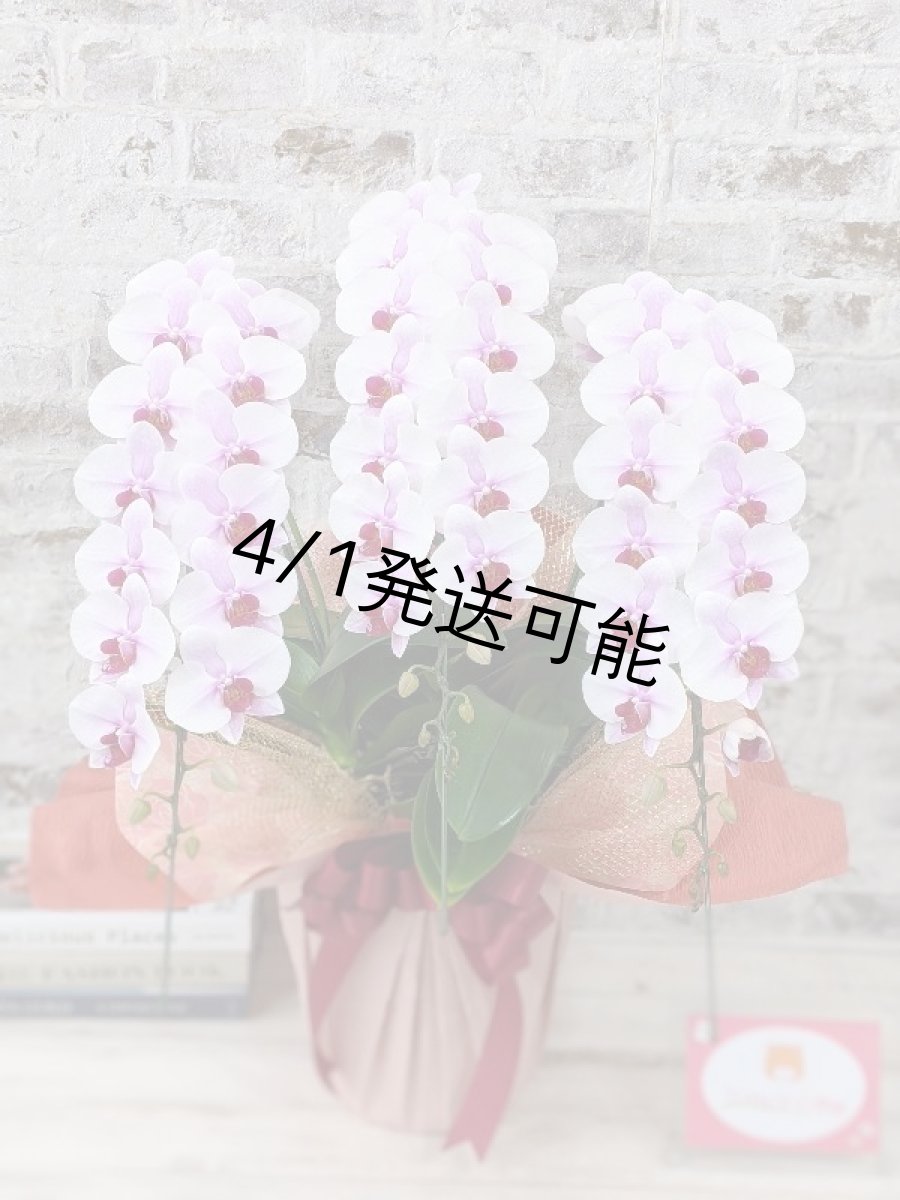 画像1: 【農林水産大臣賞受賞品種】ミディ系ピンク胡蝶蘭！『乙姫（おとひめ）』＊３本立＊＜７つの特典付き！＞〈約高さ７５ｃｍ、横幅４５ｃｍ、奥行き４５ｃｍ〉48輪以上 (1)