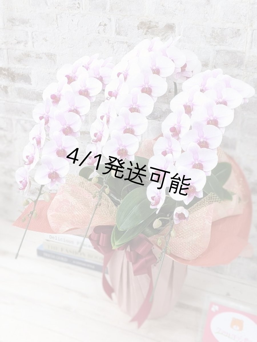 画像2: 【農林水産大臣賞受賞品種】ミディ系ピンク胡蝶蘭！『乙姫（おとひめ）』＊３本立＊＜７つの特典付き！＞〈約高さ７５ｃｍ、横幅４５ｃｍ、奥行き４５ｃｍ〉48輪以上 (2)