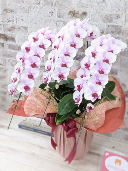 農林水産大臣賞受賞品種】ミディ系ピンク胡蝶蘭！『乙姫（おとひめ