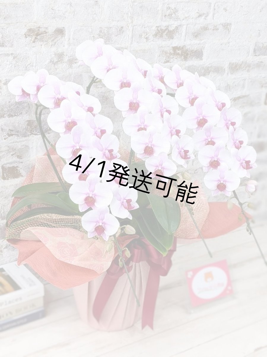 画像3: 【農林水産大臣賞受賞品種】ミディ系ピンク胡蝶蘭！『乙姫（おとひめ）』＊３本立＊＜７つの特典付き！＞〈約高さ７５ｃｍ、横幅４５ｃｍ、奥行き４５ｃｍ〉48輪以上 (3)