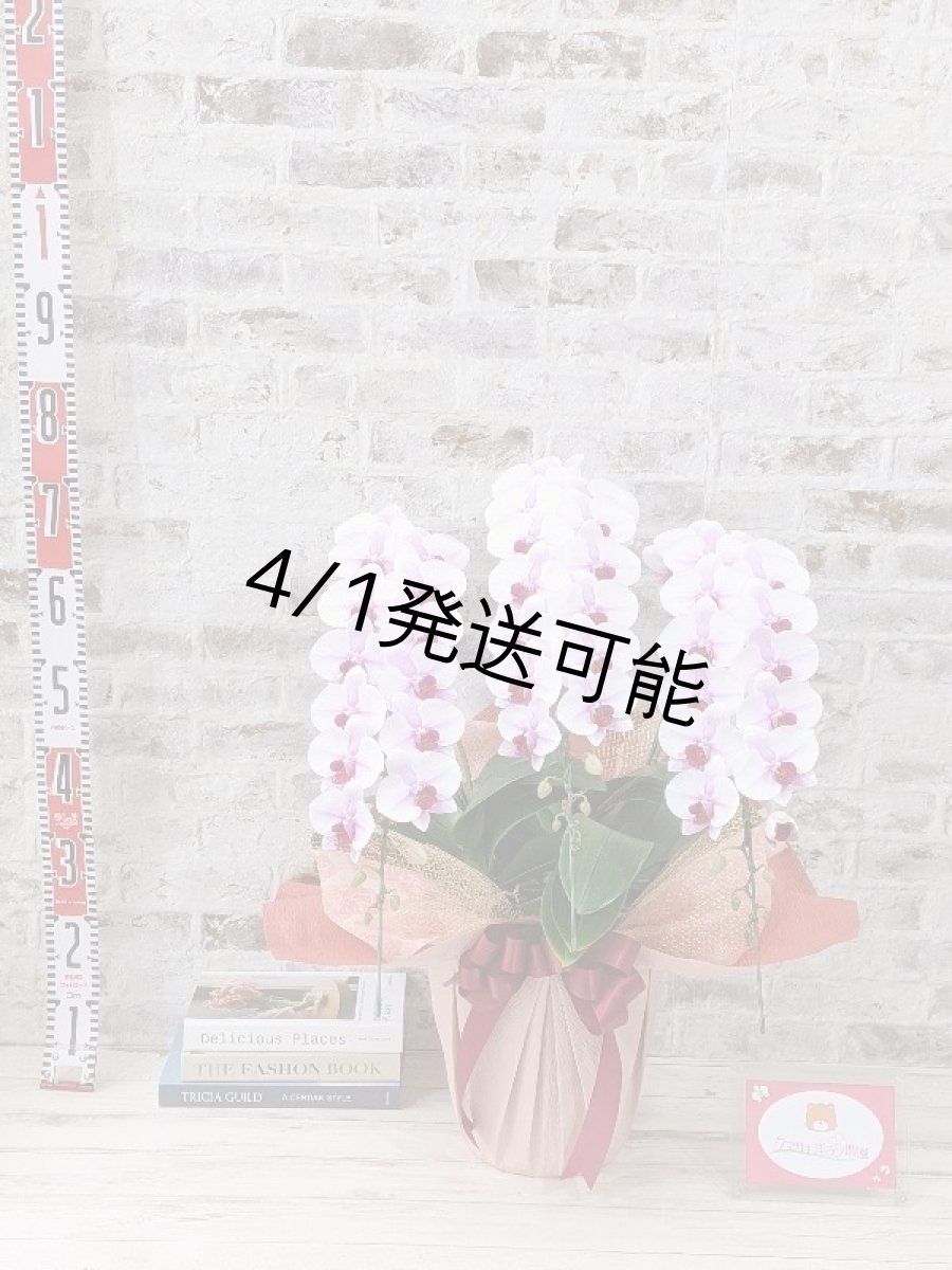 画像5: 【農林水産大臣賞受賞品種】ミディ系ピンク胡蝶蘭！『乙姫（おとひめ）』＊３本立＊＜７つの特典付き！＞〈約高さ７５ｃｍ、横幅４５ｃｍ、奥行き４５ｃｍ〉48輪以上 (5)