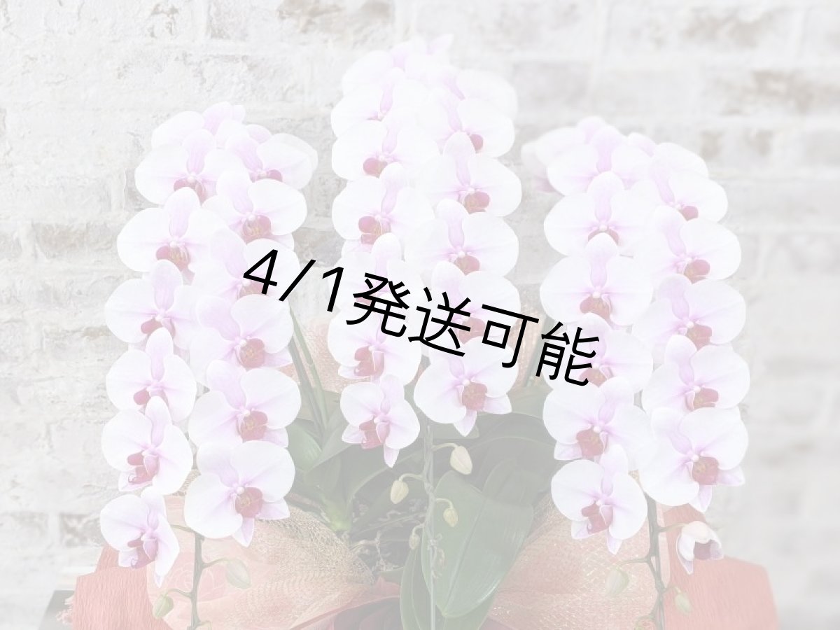 画像4: 【農林水産大臣賞受賞品種】ミディ系ピンク胡蝶蘭！『乙姫（おとひめ）』＊３本立＊＜７つの特典付き！＞〈約高さ７５ｃｍ、横幅４５ｃｍ、奥行き４５ｃｍ〉48輪以上 (4)