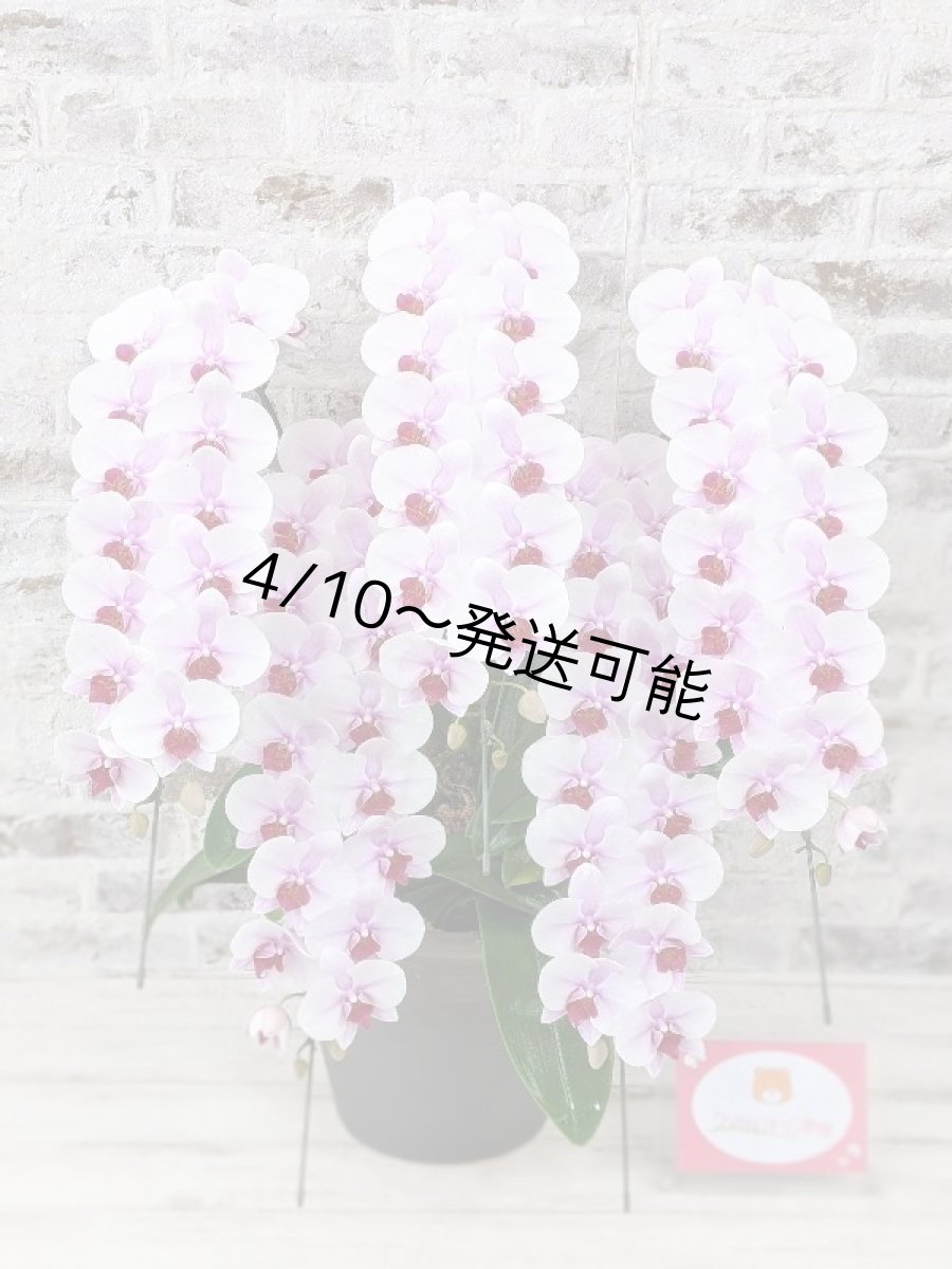 画像6: 【農林水産大臣賞受賞品種】ミディ系ピンク胡蝶蘭！『乙姫（おとひめ）』＊５本立＊＜７つの特典付き！＞〈約高さ８０ｃｍ、横幅５０ｃｍ、奥行き５０ｃｍ〉８０輪以上 (6)