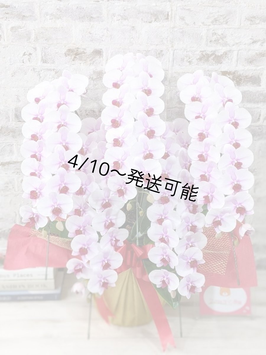 画像1: 【農林水産大臣賞受賞品種】ミディ系ピンク胡蝶蘭！『乙姫（おとひめ）』＊５本立＊＜７つの特典付き！＞〈約高さ８０ｃｍ、横幅５０ｃｍ、奥行き５０ｃｍ〉８０輪以上 (1)