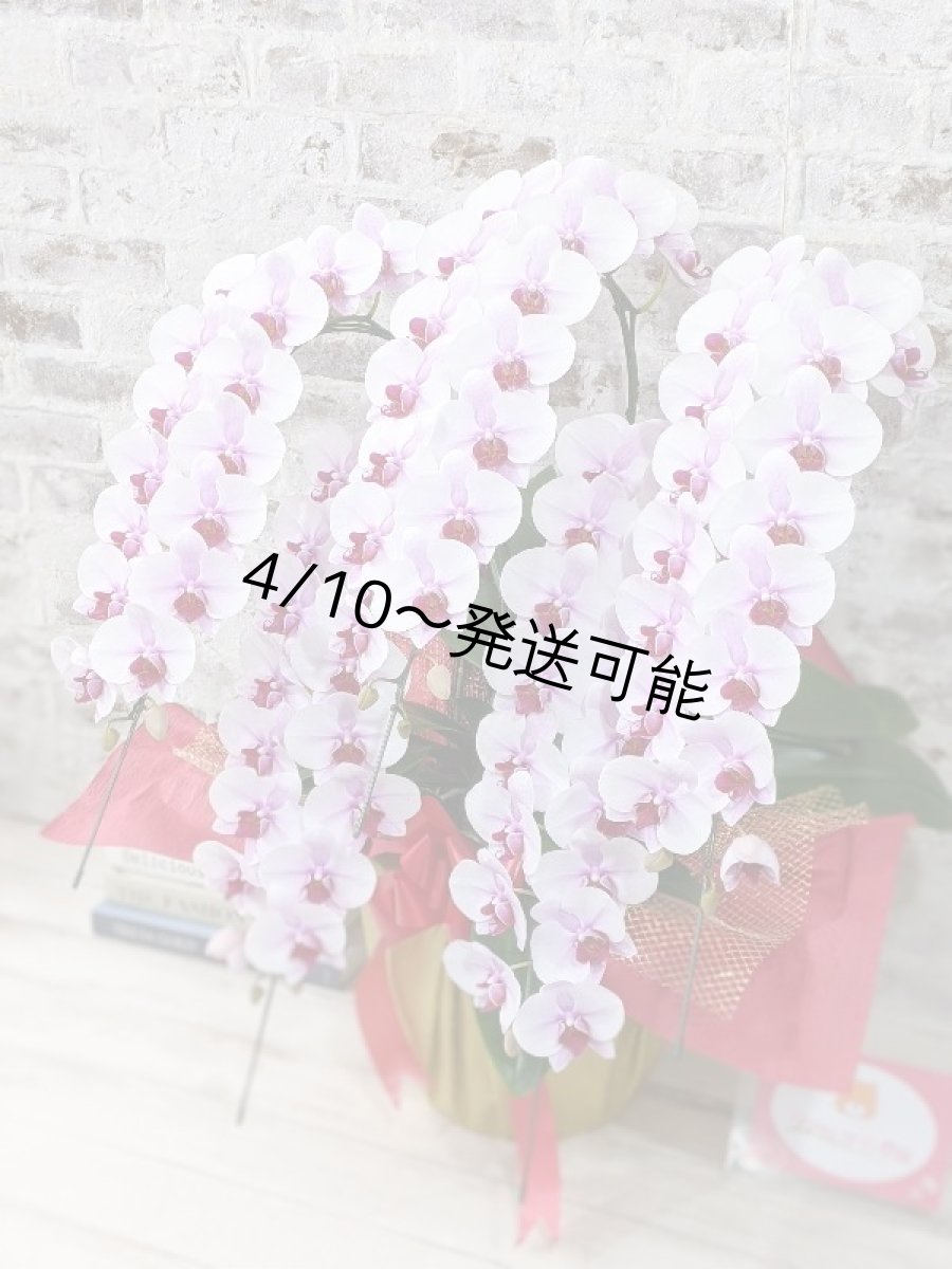 画像2: 【農林水産大臣賞受賞品種】ミディ系ピンク胡蝶蘭！『乙姫（おとひめ）』＊５本立＊＜７つの特典付き！＞〈約高さ８０ｃｍ、横幅５０ｃｍ、奥行き５０ｃｍ〉８０輪以上 (2)