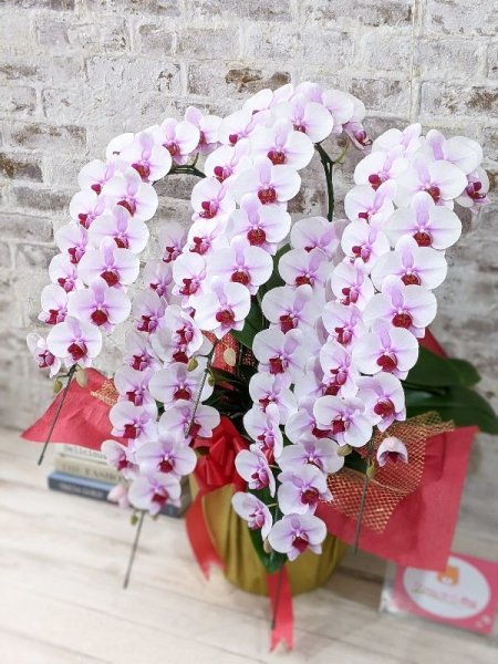 農林水産大臣賞受賞品種】ミディ系ピンク胡蝶蘭！『乙姫（おとひめ