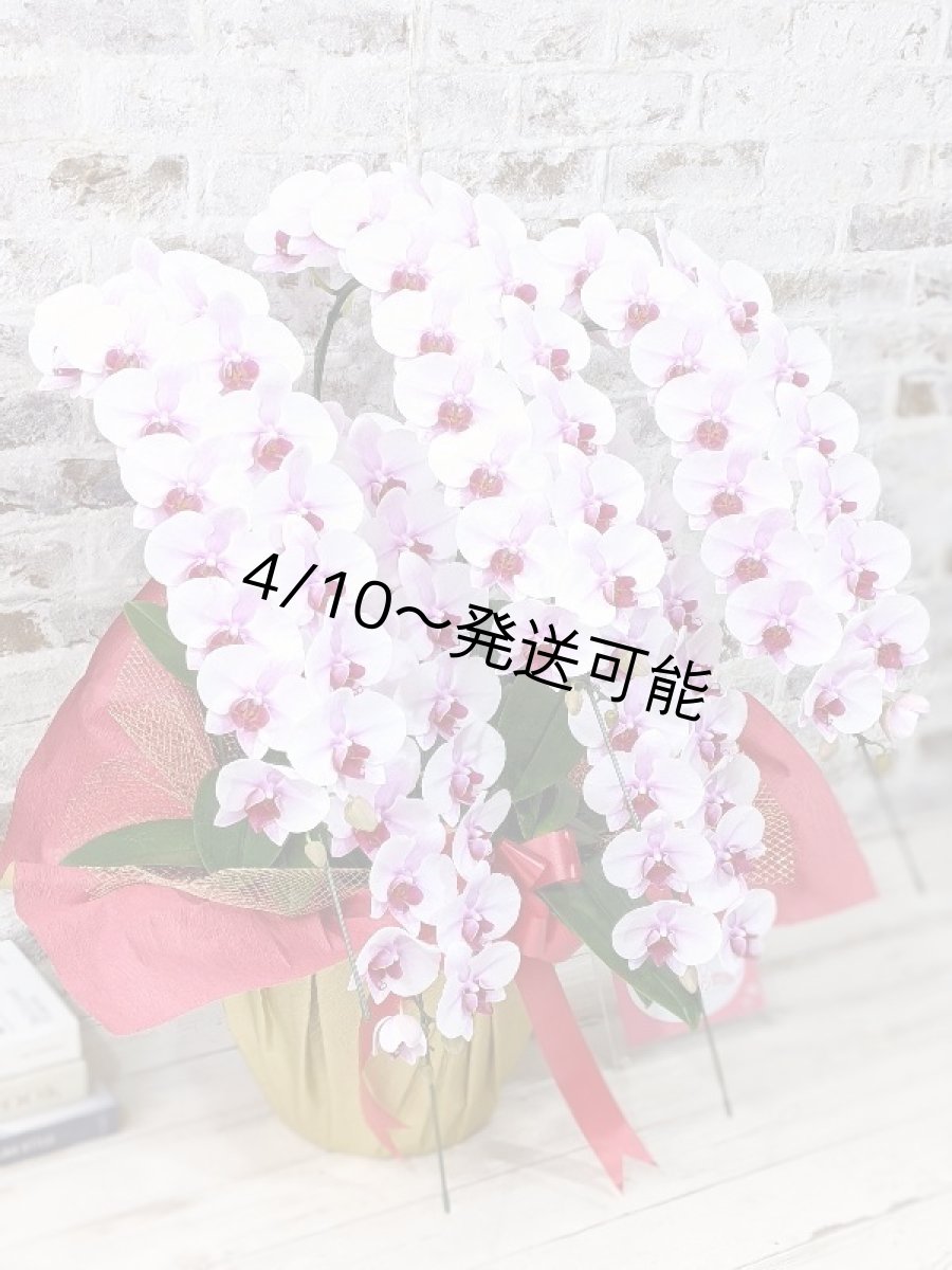 画像3: 【農林水産大臣賞受賞品種】ミディ系ピンク胡蝶蘭！『乙姫（おとひめ）』＊５本立＊＜７つの特典付き！＞〈約高さ８０ｃｍ、横幅５０ｃｍ、奥行き５０ｃｍ〉８０輪以上 (3)