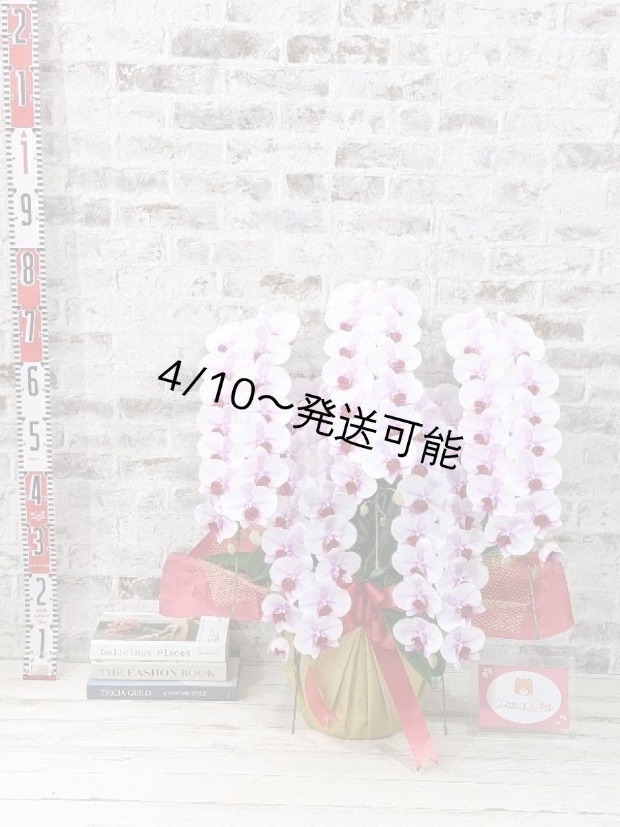 画像5: 【農林水産大臣賞受賞品種】ミディ系ピンク胡蝶蘭！『乙姫（おとひめ）』＊５本立＊＜７つの特典付き！＞〈約高さ８０ｃｍ、横幅５０ｃｍ、奥行き５０ｃｍ〉８０輪以上 (5)