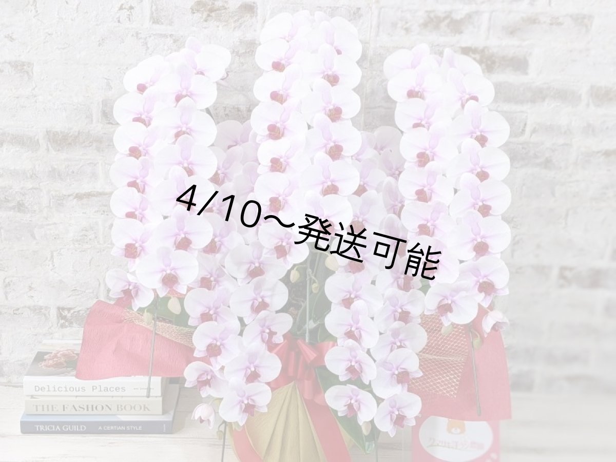 画像4: 【農林水産大臣賞受賞品種】ミディ系ピンク胡蝶蘭！『乙姫（おとひめ）』＊５本立＊＜７つの特典付き！＞〈約高さ８０ｃｍ、横幅５０ｃｍ、奥行き５０ｃｍ〉８０輪以上 (4)