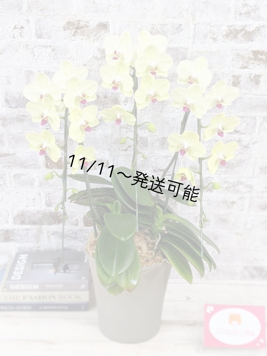 画像6: 超希少！イエロー胡蝶蘭‘日の出’　(中)　ミディサイズ(３本立)＜７つの特典付き！＞〈約高さ７０ｃｍ、横幅４５ｃｍ、奥行き４０ｃｍ〉36輪以上 (6)