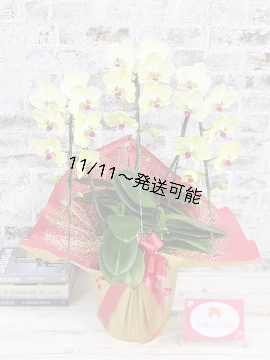 画像1: 超希少！イエロー胡蝶蘭‘日の出’　(中)　ミディサイズ(３本立)＜７つの特典付き！＞〈約高さ７０ｃｍ、横幅４５ｃｍ、奥行き４０ｃｍ〉36輪以上 (1)