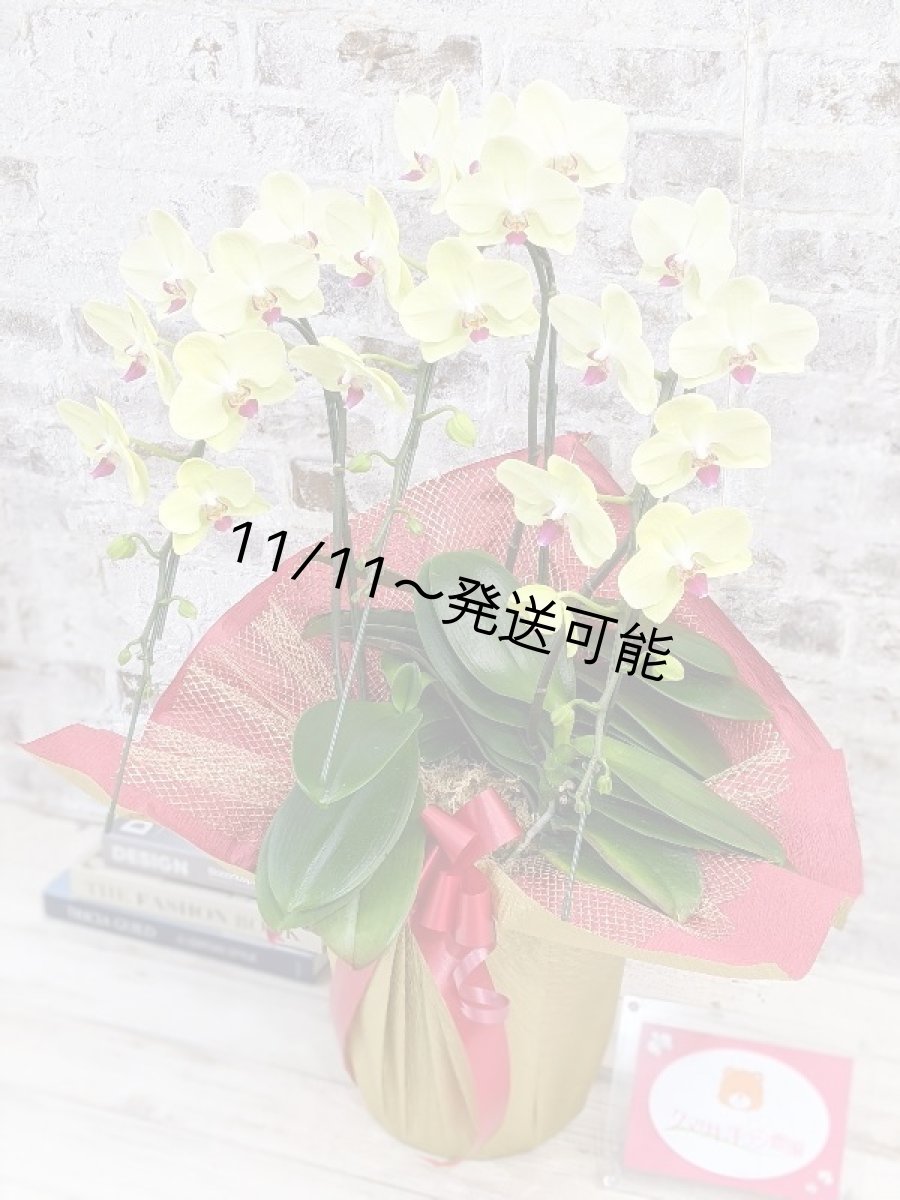 画像2: 超希少！イエロー胡蝶蘭‘日の出’　(中)　ミディサイズ(３本立)＜７つの特典付き！＞〈約高さ７０ｃｍ、横幅４５ｃｍ、奥行き４０ｃｍ〉36輪以上 (2)