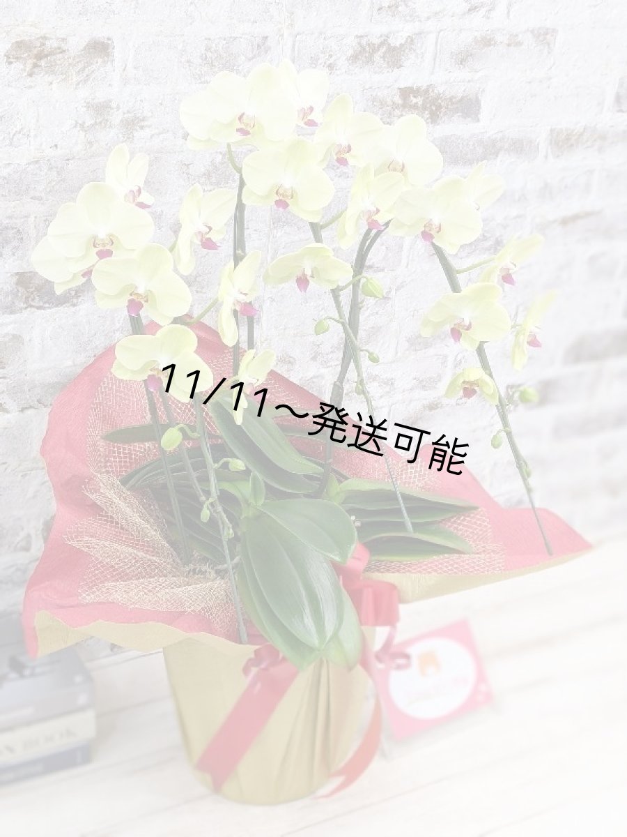 画像3: 超希少！イエロー胡蝶蘭‘日の出’　(中)　ミディサイズ(３本立)＜７つの特典付き！＞〈約高さ７０ｃｍ、横幅４５ｃｍ、奥行き４０ｃｍ〉36輪以上 (3)