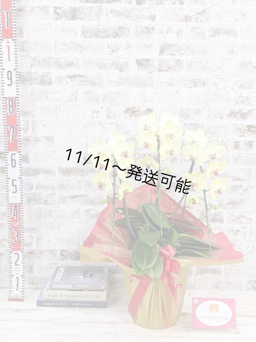 画像5: 超希少！イエロー胡蝶蘭‘日の出’　(中)　ミディサイズ(３本立)＜７つの特典付き！＞〈約高さ７０ｃｍ、横幅４５ｃｍ、奥行き４０ｃｍ〉36輪以上 (5)