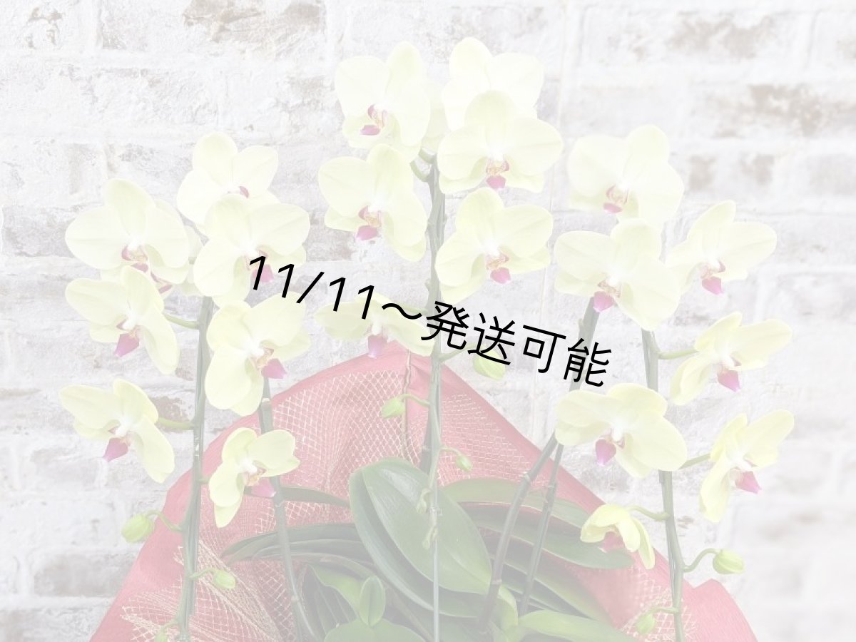 画像4: 超希少！イエロー胡蝶蘭‘日の出’　(中)　ミディサイズ(３本立)＜７つの特典付き！＞〈約高さ７０ｃｍ、横幅４５ｃｍ、奥行き４０ｃｍ〉36輪以上 (4)