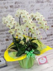 画像3: 超希少！イエロー胡蝶蘭‘日の出’　(中)　ミディサイズ(５本立)＜７つの特典付き！＞〈約高さ８０ｃｍ、横幅４５ｃｍ、奥行き４０ｃｍ〉58輪以上 (3)