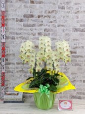 画像5: 超希少！イエロー胡蝶蘭‘日の出’　(中)　ミディサイズ(５本立)＜７つの特典付き！＞〈約高さ８０ｃｍ、横幅４５ｃｍ、奥行き４０ｃｍ〉58輪以上 (5)