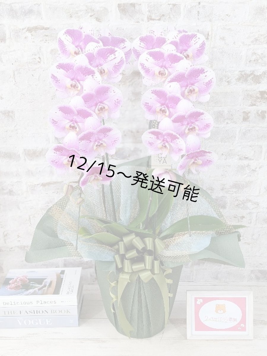 画像1: 新品種！スタイリッシュで独創的【パープル・シオン】　２本立（大輪）＜７つの特典付き！＞〈約高さ９０ｃｍ、横幅４０ｃｍ、奥行き４５ｃｍ〉20輪以上  (1)