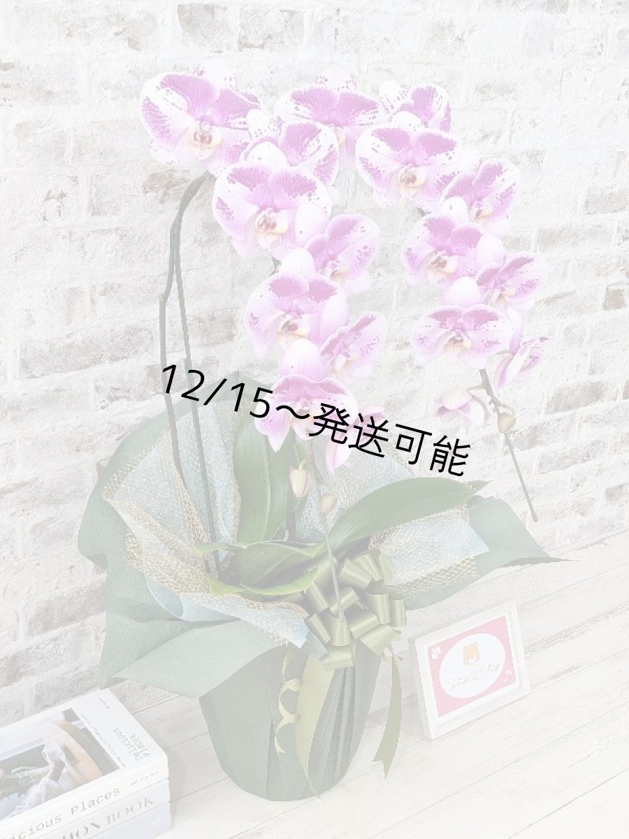 画像4: 新品種！スタイリッシュで独創的【パープル・シオン】　２本立（大輪）＜７つの特典付き！＞〈約高さ９０ｃｍ、横幅４０ｃｍ、奥行き４５ｃｍ〉20輪以上  (4)