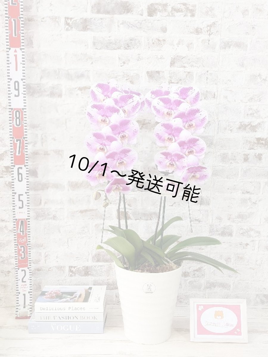 画像6: 新品種！スタイリッシュで独創的【パープル・シオン】　２本立（大輪）＜７つの特典付き！＞〈約高さ９０ｃｍ、横幅４０ｃｍ、奥行き４５ｃｍ〉20輪以上  (6)