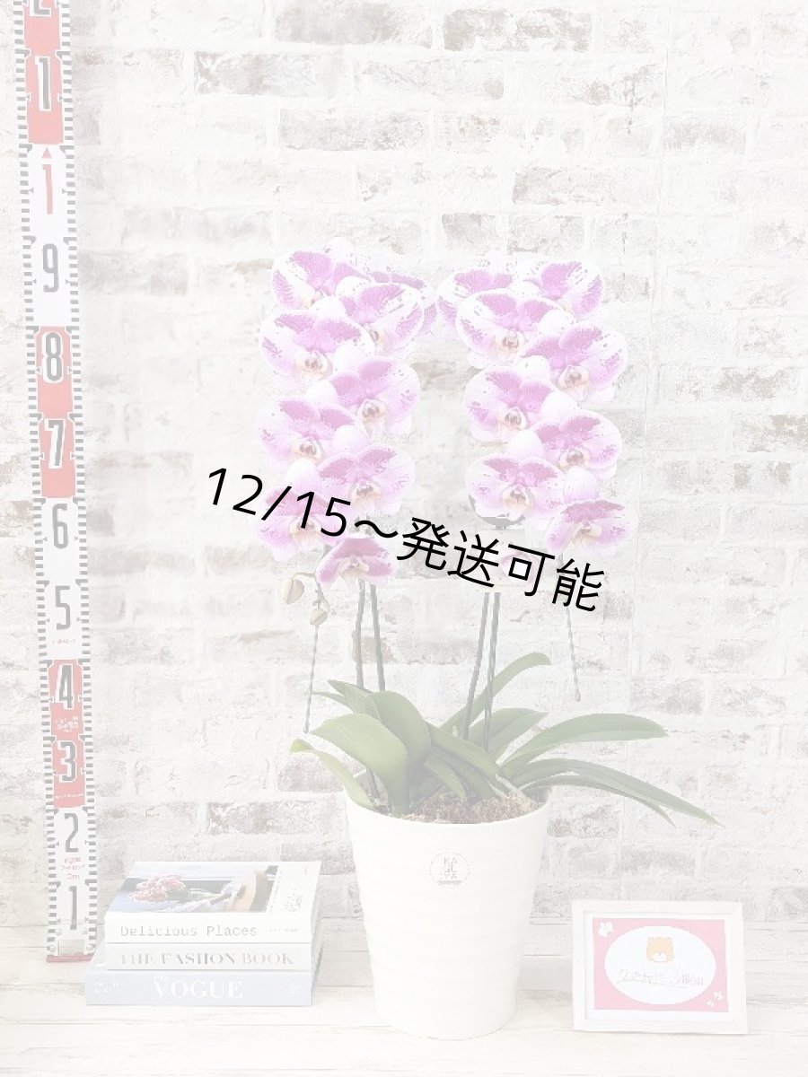 画像6: 新品種！スタイリッシュで独創的【パープル・シオン】　２本立（大輪）＜７つの特典付き！＞〈約高さ９０ｃｍ、横幅４０ｃｍ、奥行き４５ｃｍ〉20輪以上  (6)