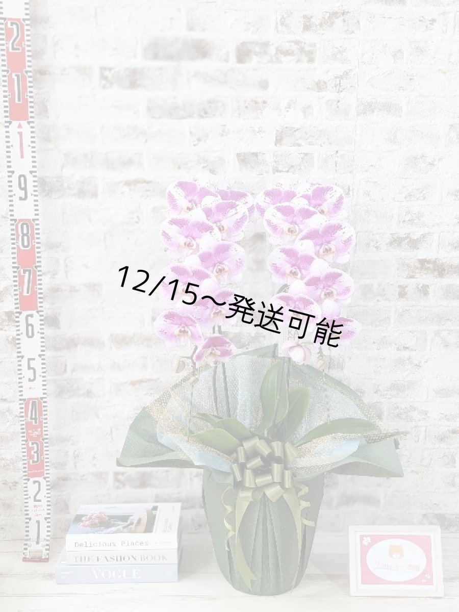 画像5: 新品種！スタイリッシュで独創的【パープル・シオン】　２本立（大輪）＜７つの特典付き！＞〈約高さ９０ｃｍ、横幅４０ｃｍ、奥行き４５ｃｍ〉20輪以上  (5)