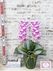 画像5: 新品種！スタイリッシュで独創的【パープル・シオン】　２本立（大輪）＜７つの特典付き！＞〈約高さ９０ｃｍ、横幅４０ｃｍ、奥行き４５ｃｍ〉20輪以上  (5)