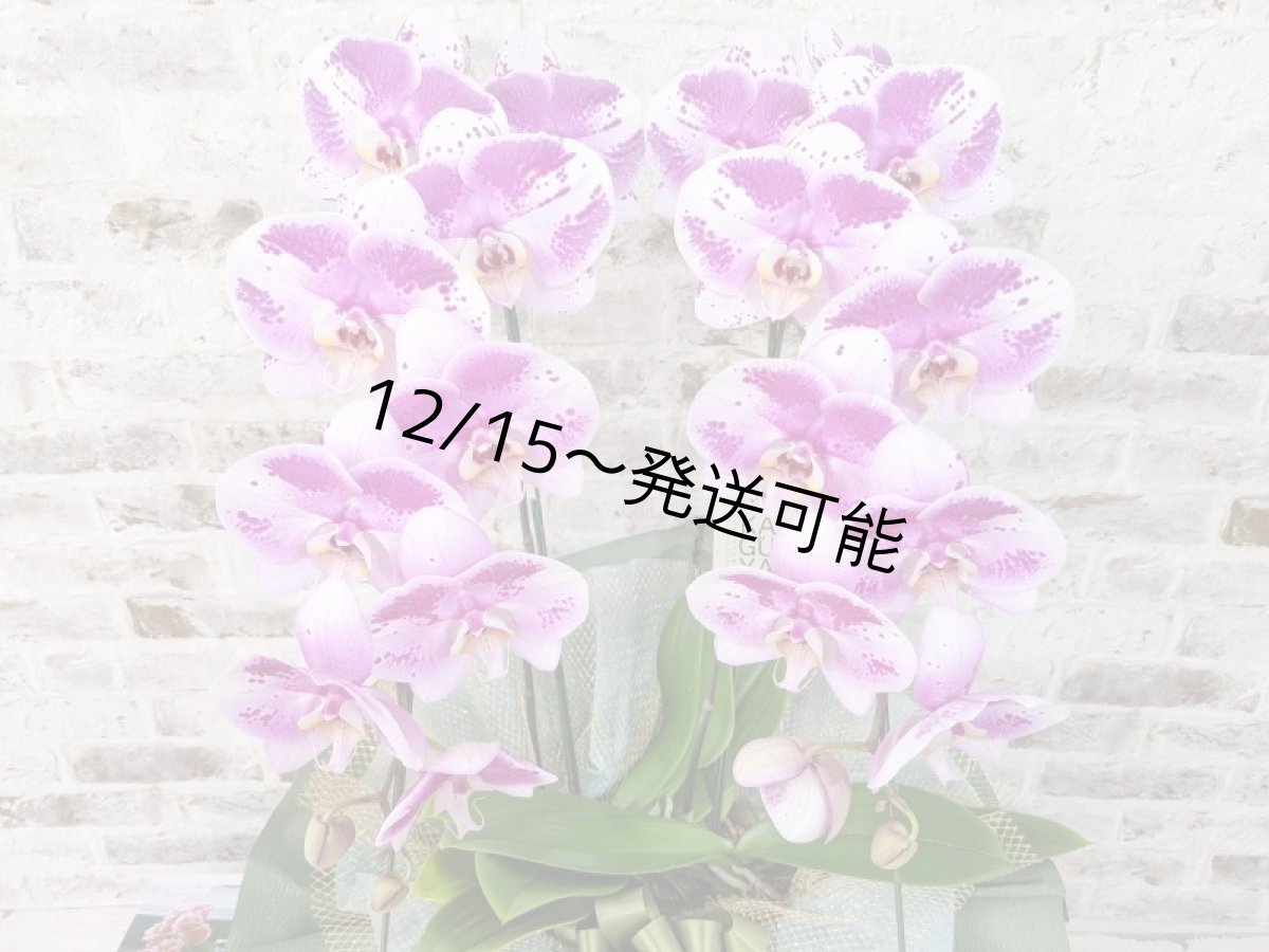 画像3: 新品種！スタイリッシュで独創的【パープル・シオン】　２本立（大輪）＜７つの特典付き！＞〈約高さ９０ｃｍ、横幅４０ｃｍ、奥行き４５ｃｍ〉20輪以上  (3)