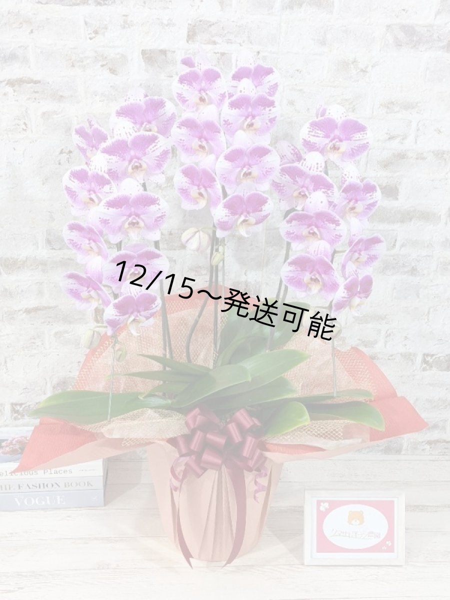 画像2: 新品種！スタイリッシュで独創的【パープル・シオン】　３本立（大輪）＜７つの特典付き！＞〈約高さ９０ｃｍ、横幅５０ｃｍ、奥行き５０ｃｍ〉30輪以上 (2)