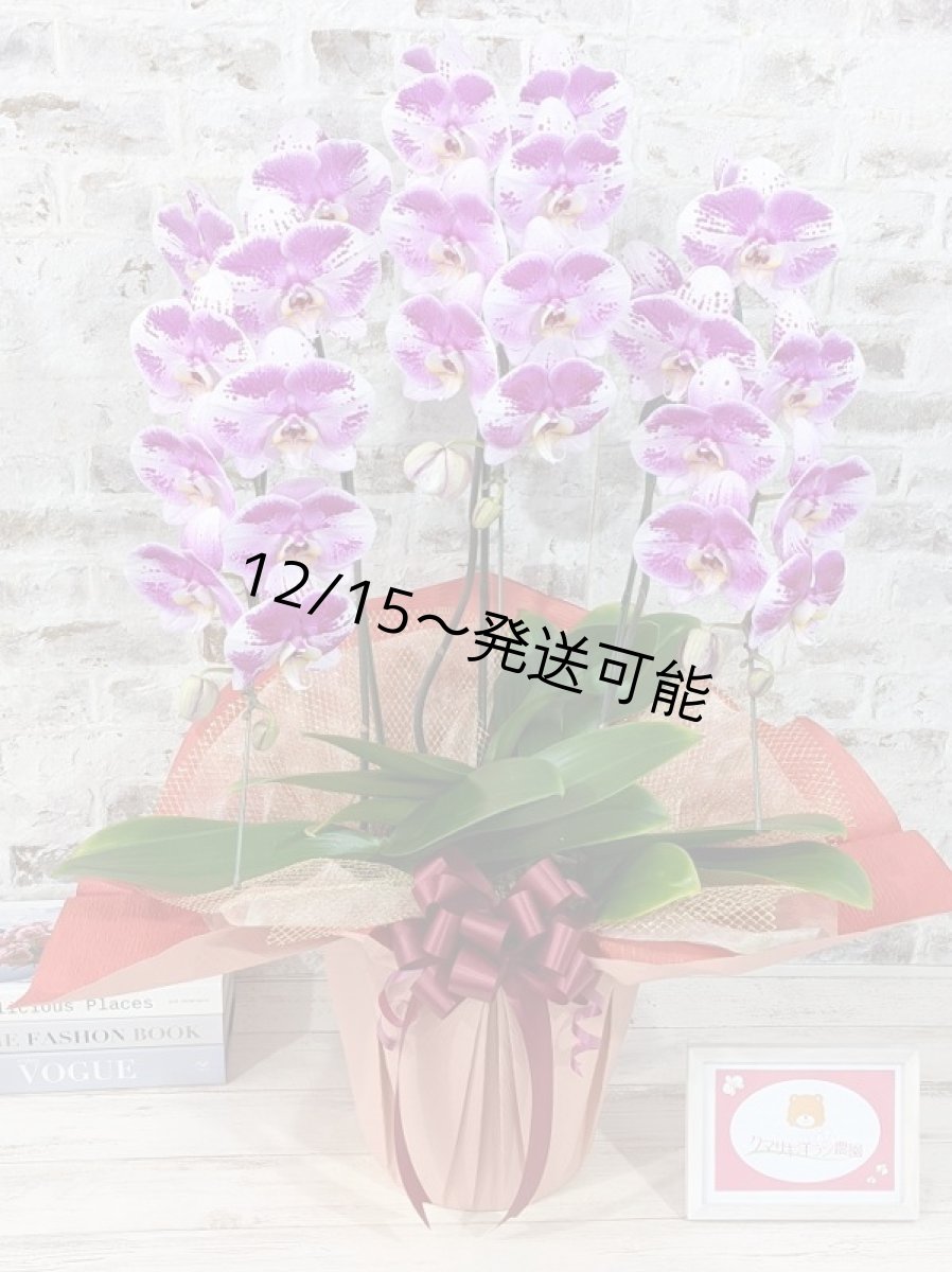 画像1: 新品種！スタイリッシュで独創的【パープル・シオン】　３本立（大輪）＜７つの特典付き！＞〈約高さ９０ｃｍ、横幅５０ｃｍ、奥行き５０ｃｍ〉30輪以上 (1)