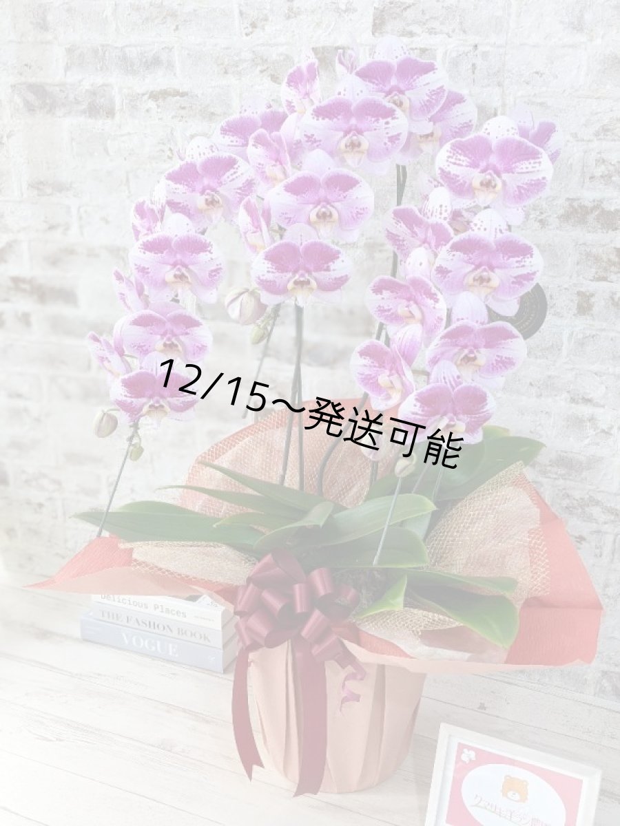 画像3: 新品種！スタイリッシュで独創的【パープル・シオン】　３本立（大輪）＜７つの特典付き！＞〈約高さ９０ｃｍ、横幅５０ｃｍ、奥行き５０ｃｍ〉30輪以上 (3)