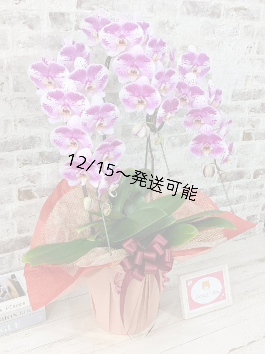 画像4: 新品種！スタイリッシュで独創的【パープル・シオン】　３本立（大輪）＜７つの特典付き！＞〈約高さ９０ｃｍ、横幅５０ｃｍ、奥行き５０ｃｍ〉30輪以上 (4)