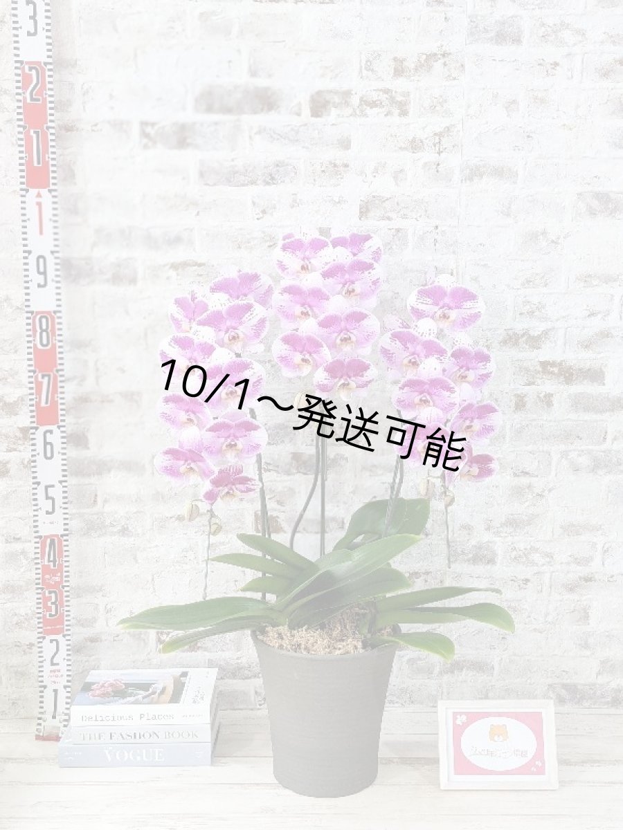 画像7: 新品種！スタイリッシュで独創的【パープル・シオン】　３本立（大輪）＜７つの特典付き！＞〈約高さ９０ｃｍ、横幅５０ｃｍ、奥行き５０ｃｍ〉30輪以上 (7)