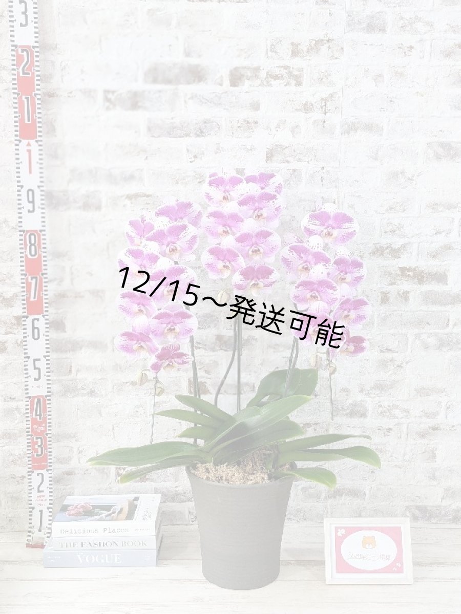 画像7: 新品種！スタイリッシュで独創的【パープル・シオン】　３本立（大輪）＜７つの特典付き！＞〈約高さ９０ｃｍ、横幅５０ｃｍ、奥行き５０ｃｍ〉30輪以上 (7)